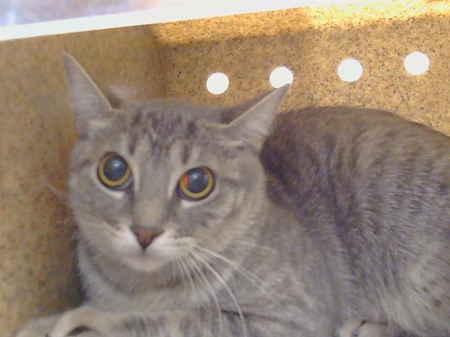Shelter Stray Female Cat last seen BRYDON WAY/ ALDERSON AVE, 95826, 3839 Bradshaw Rd, Sacramento, CA 95827, USA