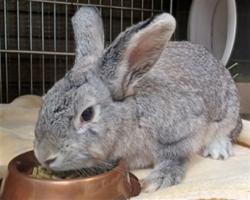 Shelter Stray Female Other last seen , 4275 Elton St, Baldwin Park, CA 91706, USA