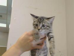 Shelter Stray Female Cat last seen BRYDON WAY/ ALDERSON AVE, 95826, 3839 Bradshaw Rd, Sacramento, CA 95827, USA