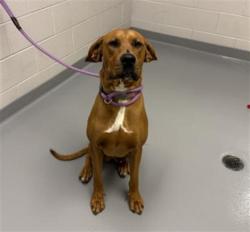 Shelter Stray Male Dog last seen GATES SOUTH SOCCER FIELDS, AURORA, 4556 Castleton Ct, Castle Rock, CO 80109, USA