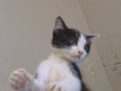 Shelter Stray Male Cat last seen BRADHSAW RD/ELDER CREEK RD, 95827, 3839 Bradshaw Rd, Sacramento, CA 95827, USA