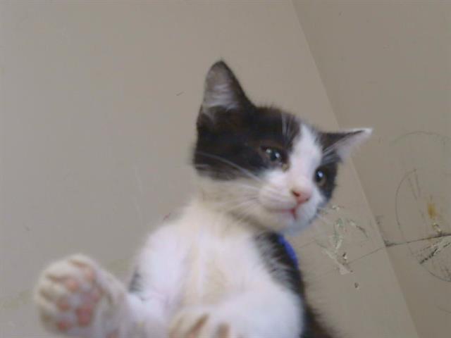 Shelter Stray Male Cat last seen BRADHSAW RD/ELDER CREEK RD, 95827, 3839 Bradshaw Rd, Sacramento, CA 95827, USA