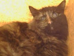 Shelter Stray Female Cat last seen LA CIENEGA DR/ JUNEAU WAY, 95660, 3839 Bradshaw Rd, Sacramento, CA 95827, USA
