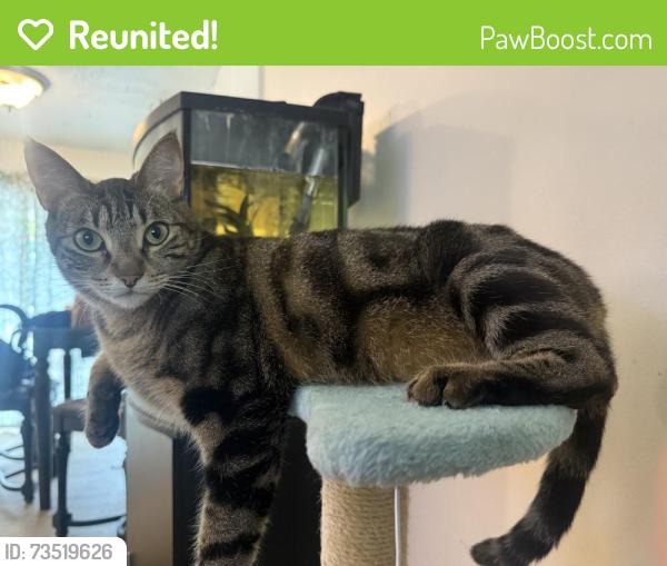 Reunited Female Cat last seen 181st and Clay St, Portland, OR 97233