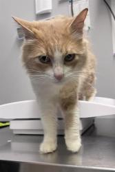 Shelter Stray Male Cat last seen Near BLOCK SE 279TH PL, COVINGTON WA 98042, 21615 64th Ave S, Kent, WA 98032, USA