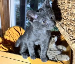 Shelter Stray Male Cat last seen Near BLOCK S 164TH ST, SEATAC WA 98188, 21615 64th Ave S, Kent, WA 98032, USA