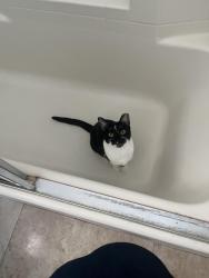 Reunited Female Cat last seen In the oak creek community, Irvine, CA 92618