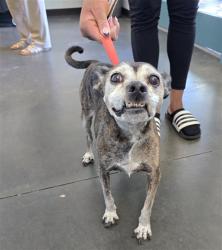 Shelter Stray Female Dog last seen , West Valley Animal Shelter, 20655 Plummer St, Chatsworth, CA 91311, USA