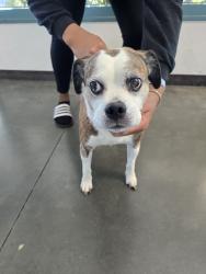 Shelter Stray Male Dog last seen , West Valley Animal Shelter, 20655 Plummer St, Chatsworth, CA 91311, USA