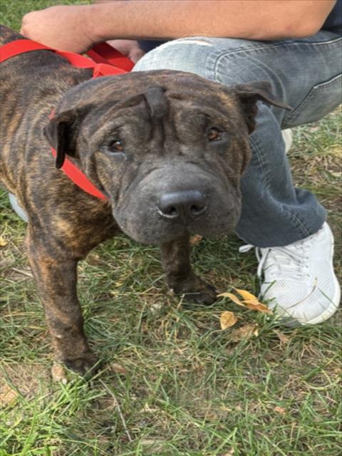 Shelter Stray Female Dog last seen Near BLOCK N REDBUD LN, WICHITA KS 67204, 3303 N Hillside St, Wichita, KS 67219, USA