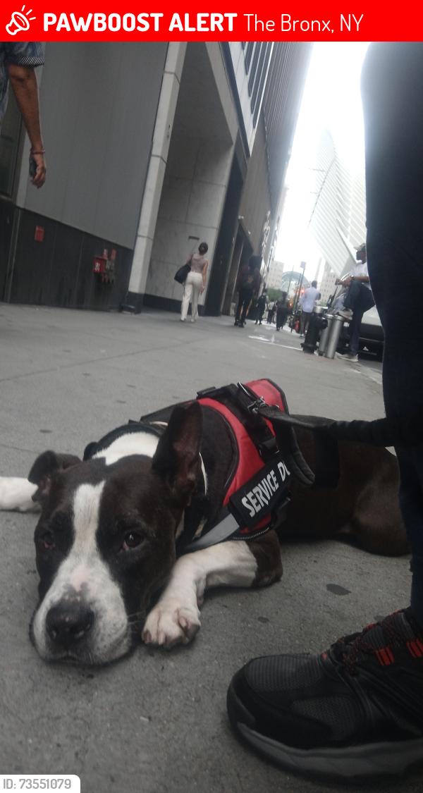 Lost Male Dog last seen Elder ave and story ave, The Bronx, NY 10473