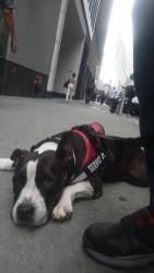 Lost Male Dog last seen Elder ave and story ave, The Bronx, NY 10473