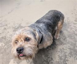 Shelter Stray Male Dog last seen Near BLOCK BOONE BLVD, TALLAHASSEE FL 32303, 1125 Easterwood Dr, Tallahassee, FL 32311, USA