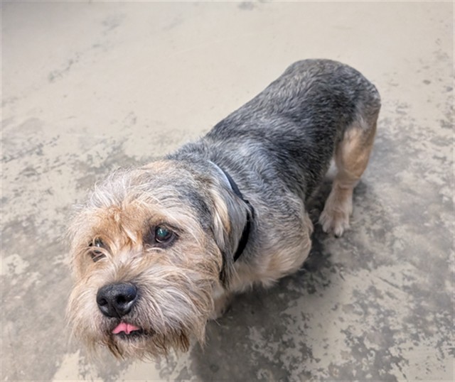 Shelter Stray Male Dog last seen Near BLOCK BOONE BLVD, TALLAHASSEE FL 32303, 1125 Easterwood Dr, Tallahassee, FL 32311, USA