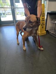 Shelter Stray Male Dog last seen , West Valley Animal Shelter, 20655 Plummer St, Chatsworth, CA 91311, USA