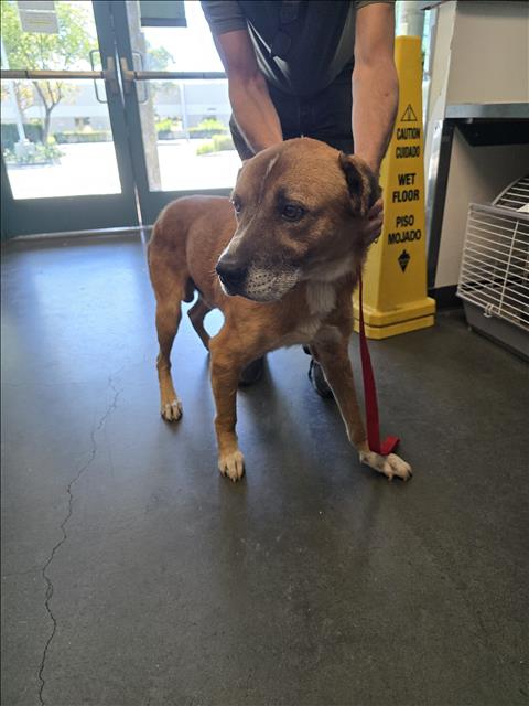 Shelter Stray Male Dog last seen , West Valley Animal Shelter, 20655 Plummer St, Chatsworth, CA 91311, USA