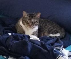 Reunited Male Cat last seen Broadway-Shafto-Martin Scoles, Clifton, NJ 07012