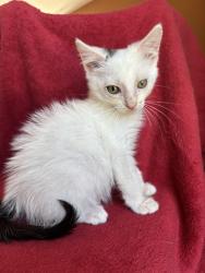 Shelter Stray Male Cat last seen Near BLOCK WILMA, 3528 Newburg Rd, Louisville, KY 40218, USA