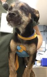Shelter Stray Male Dog last seen Near BLOCK VAN BUREN BLVD, RIVERSIDE CA 92503, 6851 Van Buren Boulevard, Jurupa Valley, CA 92509, USA