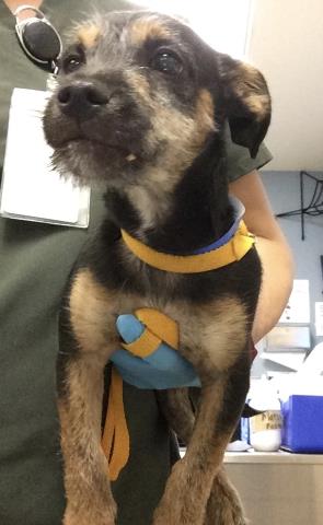Shelter Stray Male Dog last seen Near BLOCK VAN BUREN BLVD, RIVERSIDE CA 92503, 6851 Van Buren Boulevard, Jurupa Valley, CA 92509, USA