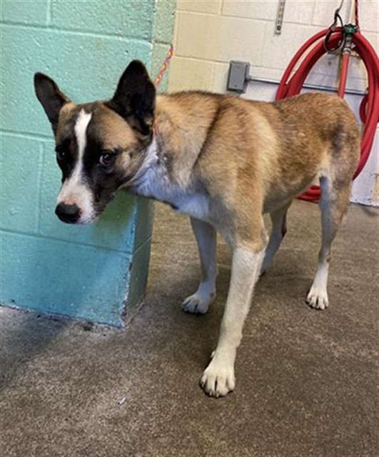 Shelter Stray Male Dog last seen ARENA BLVD I 5 NB ARENA BLVD OFF, 2127 Front St, Sacramento, CA 95818, USA