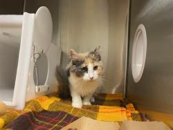 Shelter Stray Female Cat last seen Near BLOCK W BENNETT, 3839 W Burnham St, West Milwaukee, WI 53215, USA