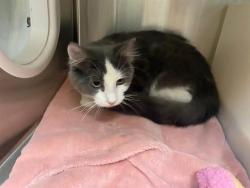 Shelter Stray Male Cat last seen Near BLOCK W BENNETT, 3839 W Burnham St, West Milwaukee, WI 53215, USA