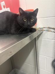 Shelter Stray Male Cat last seen HAROLD DR, 10521 Baur Blvd, Olivette, MO 63132, USA
