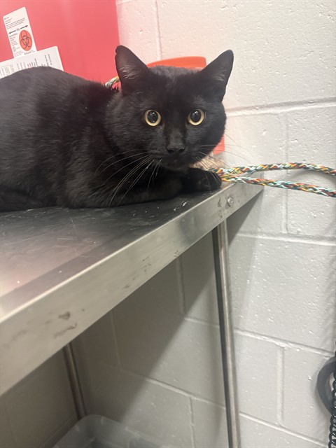 Shelter Stray Male Cat last seen HAROLD DR, 10521 Baur Blvd, Olivette, MO 63132, USA