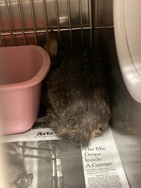 Shelter Stray Unknown Cat last seen Near BLOCK VITA DR, 10521 Baur Blvd, Olivette, MO 63132, USA