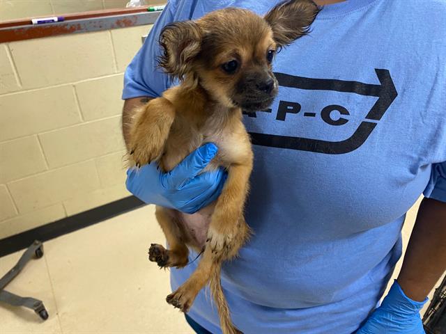 Shelter Stray Female Dog last seen E SEELEY ST, 3839 W Burnham St, West Milwaukee, WI 53215, USA