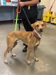 Shelter Stray Male Dog last seen CACTUS RD AND 119TH AVE, 2500 S 27th Ave, Phoenix, AZ 85009, USA