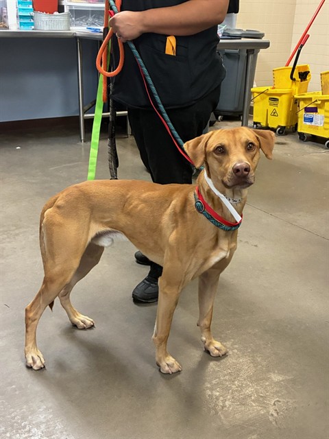 Shelter Stray Male Dog last seen CACTUS RD AND 119TH AVE, 2500 S 27th Ave, Phoenix, AZ 85009, USA