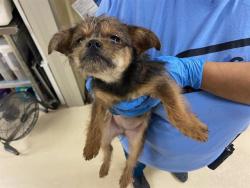 Shelter Stray Female Dog last seen E SEELEY ST, 3839 W Burnham St, West Milwaukee, WI 53215, USA
