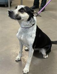 Shelter Stray Female Dog last seen 227TH AVE AND BEARDSLEY RD, 2500 S 27th Ave, Phoenix, AZ 85009, USA