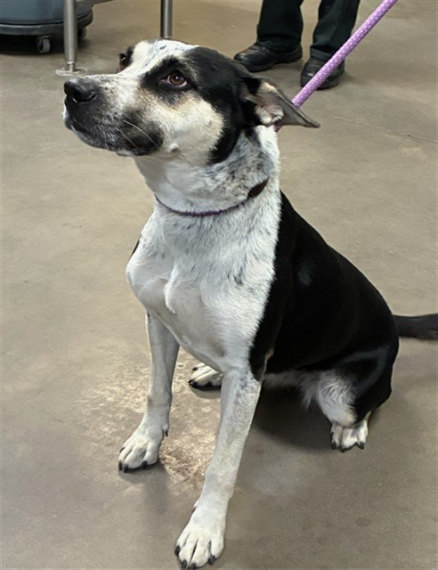 Shelter Stray Female Dog last seen 227TH AVE AND BEARDSLEY RD, 2500 S 27th Ave, Phoenix, AZ 85009, USA