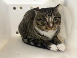 Shelter Stray Male Cat last seen Near BLOCK N 36TH ST, 3839 W Burnham St, West Milwaukee, WI 53215, USA