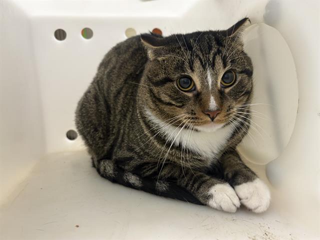 Shelter Stray Male Cat last seen Near BLOCK N 36TH ST, 3839 W Burnham St, West Milwaukee, WI 53215, USA
