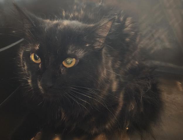 Shelter Stray Male Cat last seen Near BLOCK KITTREDGE ST, DENVER CO 80239, 2080 S Quebec St, Denver, CO 80231, USA