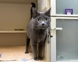 Shelter Stray Female Cat last seen Near BLOCK W BAYAUD AVE, DENVER CO 80223, 1241 W Bayaud Ave, Denver, CO 80223, USA