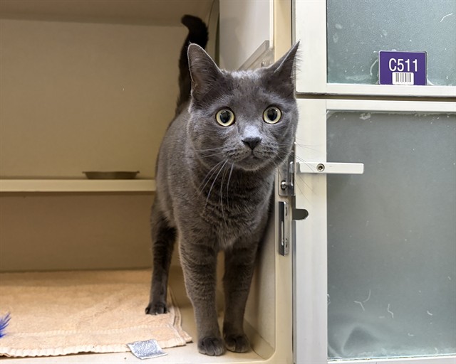 Shelter Stray Female Cat last seen Near BLOCK W BAYAUD AVE, DENVER CO 80223, 1241 W Bayaud Ave, Denver, CO 80223, USA