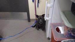 Shelter Stray Female Dog last seen Near BLOCK S ALCOTT ST, DENVER, CO 80219-4807, UNITED STATES, 1241 W Bayaud Ave, Denver, CO 80223, USA