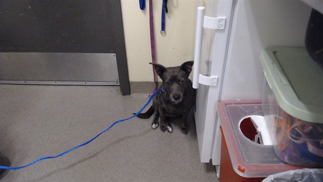 Shelter Stray Female Dog last seen Near BLOCK S ALCOTT ST, DENVER, CO 80219-4807, UNITED STATES, 1241 W Bayaud Ave, Denver, CO 80223, USA