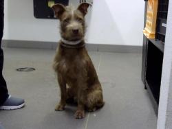 Shelter Stray Male Dog last seen MARICOPA ST AND 21ST AVE, 1920 S Lewis, Mesa, AZ 85210, USA