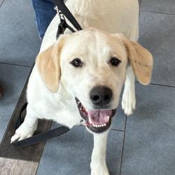 Shelter Stray Male Dog last seen Near BLOCK INTERSTATE 76 FRONTAGE RD, 12155 Park Blvd, Brighton, CO 80601, USA