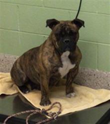 Shelter Stray Female Dog last seen BRIHGTON RD N 136TH, 12155 Park Blvd, Brighton, CO 80601, USA