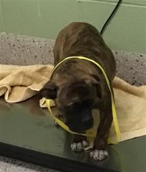 Shelter Stray Female Dog last seen BRIHGTON RD N 136TH, 12155 Park Blvd, Brighton, CO 80601, USA