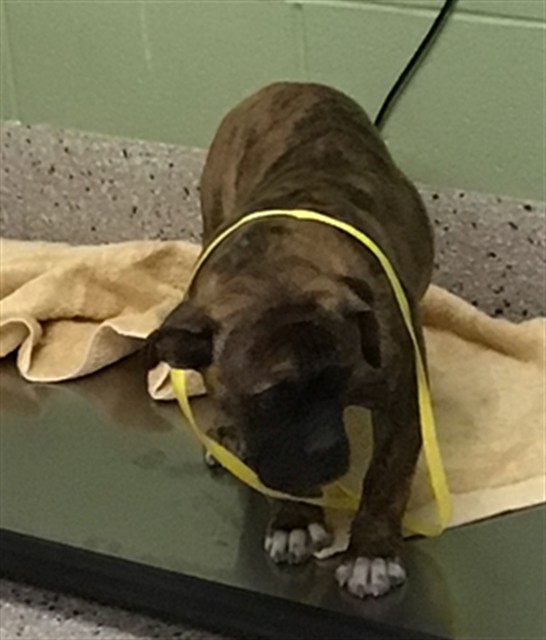 Shelter Stray Female Dog last seen BRIHGTON RD N 136TH, 12155 Park Blvd, Brighton, CO 80601, USA
