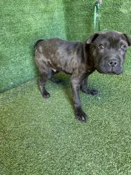 Shelter Stray Male Dog last seen , 5210 W Ave I, Lancaster, CA 93536, USA