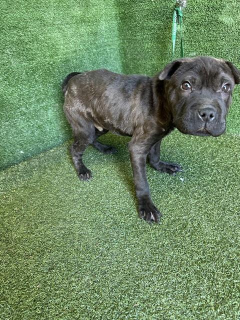 Shelter Stray Male Dog last seen , 5210 W Ave I, Lancaster, CA 93536, USA